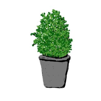 Buxus Sempervirens | Common Boxwood. | TOPIARYTREE.NET