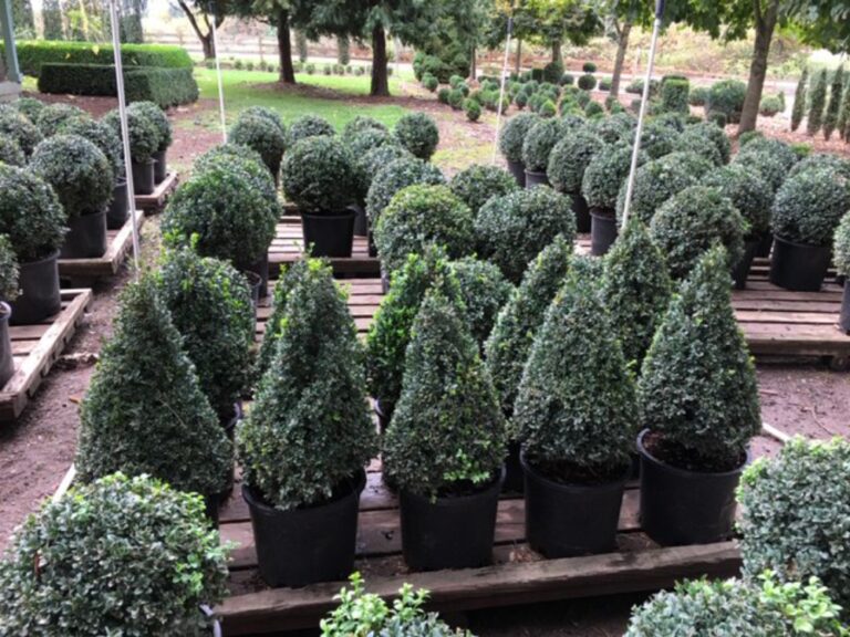 Live Boxwood Topiary Plants & Trees