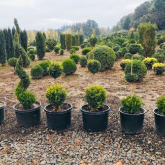 Buxus Sempervirens | Common Boxwood. | TOPIARYTREE.NET