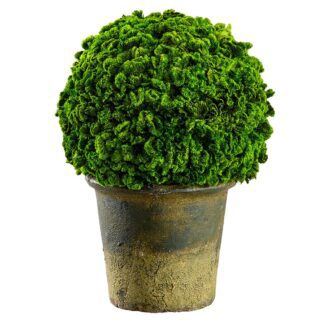 9.8" Preserved Celosia Ball Topiary in Clay Pot Green | TOPIARYTREE.NET