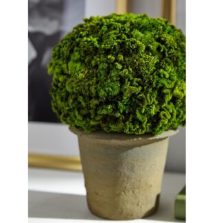 9.8" Preserved Celosia Ball Topiary in Clay Pot Green | TOPIARYTREE.NET