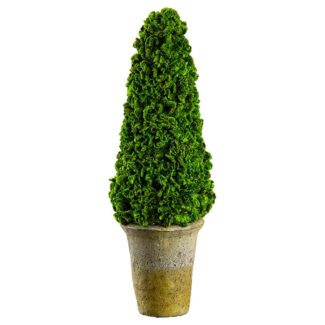 16.5" Preserved Celosia Cone Topiary in Clay Pot Green | TOPIARYTREE.NET