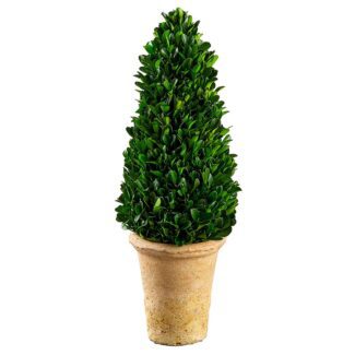 16.5" Preserved Boxwood Cone Topiary in Clay Pot Green | TOPIARYTREE.NET