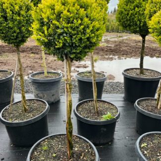 New! Buxus sempervirens braided trunk standard. 36″ tall. | TOPIARYTREE.NET