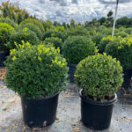 Two rounded boxwood globe topiaries in black nursery pots, with rows of more globes in a nursery field behind them.