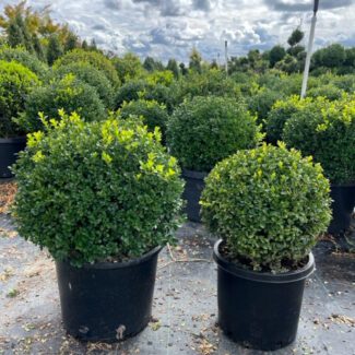 Buxus Microphylla ‘Green Beauty’ Globe 12″-15″ | TOPIARYTREE.NET