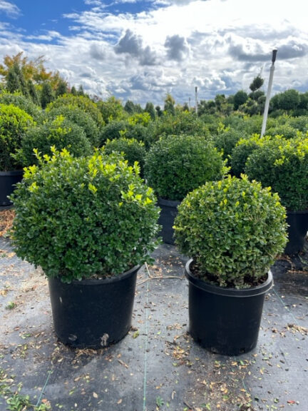 Two rounded boxwood globe topiaries in black nursery pots, with rows of more globes in a nursery field behind them.