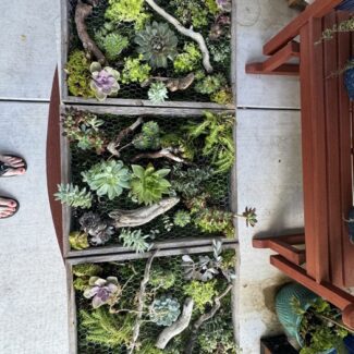 Living Wall Art: Live Succulents, Preserved Moss, and Wild Driftwood | TOPIARYTREE.NET