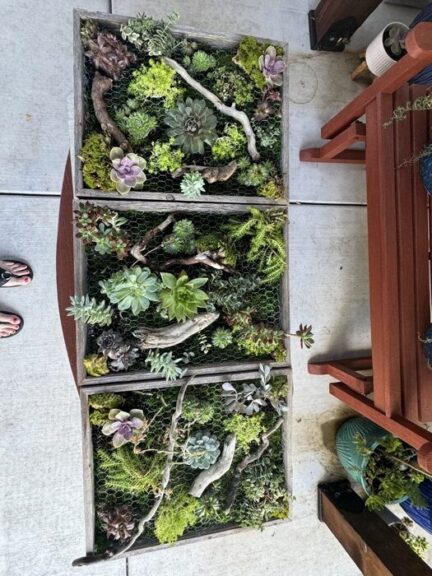 Three-panel living wall art of succulents, moss and driftwood behind wire mesh, laid out on a patio