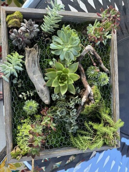 Living wall panel of green and purple succulents, ferny moss and driftwood on a garden table