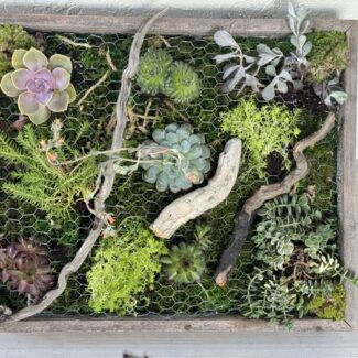 Living Wall Art: Live Succulents, Preserved Moss, and Wild Driftwood | TOPIARYTREE.NET
