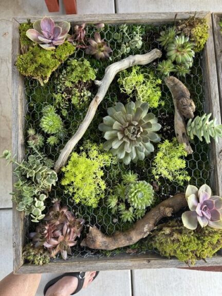 Living wall panel with a large grey-green rosette at centre, moss, driftwood and wire mesh