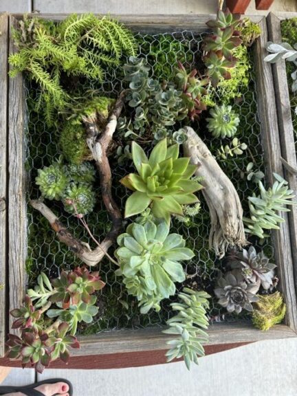 Close view of a living wall panel packed with green and burgundy succulents around driftwood