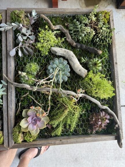 Succulent and moss panel held up over a patio floor, driftwood branches wired across the mesh