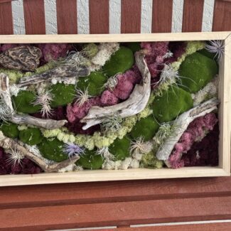 14x24 wood frame drift wood, preserved moss with airplant desgin pair -3 | TOPIARYTREE.NET