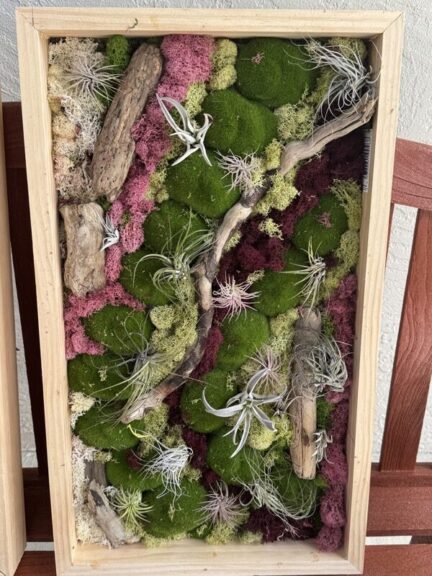 Framed preserved moss and driftwood wall art with air plants, angled view