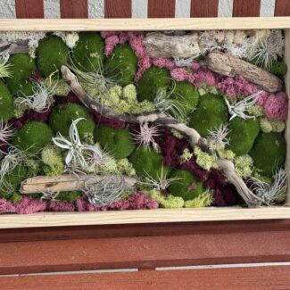 14x24 wood frame drift wood, preserved moss with airplant desgin pair -3 | TOPIARYTREE.NET