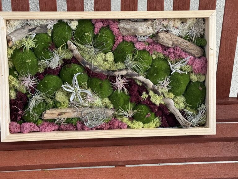Framed preserved moss and driftwood wall art with small air plants, in green, cream, and pink tones