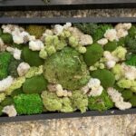 A close-up of a moss and lichen wall panel in mixed greens and cream, packed edge to edge in irregular clusters.