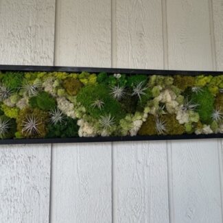 14x48 wood frame preserved living wall art with airplants | TOPIARYTREE.NET