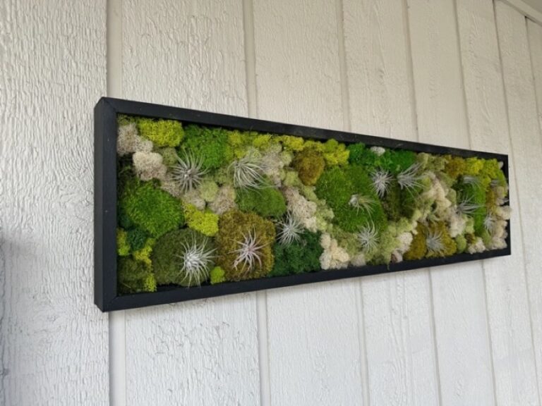 Preserved moss and air plant wall art in a black frame, angled view showing moss texture.