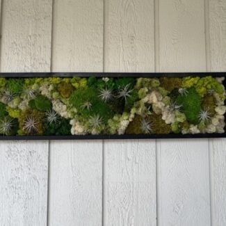 14x48 wood frame preserved living wall art with airplants | TOPIARYTREE.NET