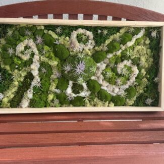24x48 wood frame living wall art with preserved moss and airplants | TOPIARYTREE.NET