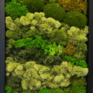 3 piece set 12x24 wood frame preserved moss wall art | TOPIARYTREE.NET