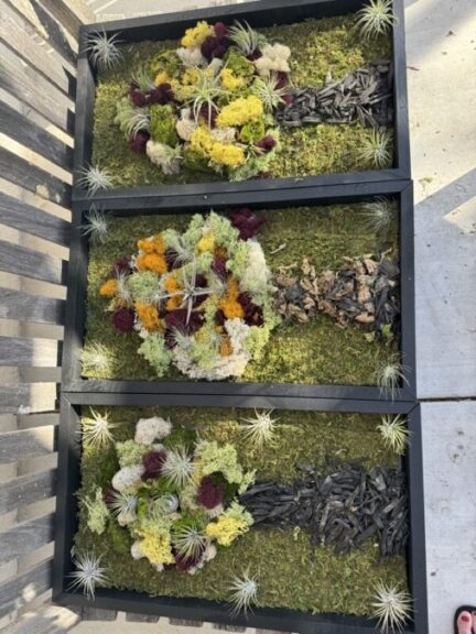 Three framed moss tree panels laid side by side outdoors, viewed from above, each with a driftwood trunk and colorful lichen canopy.
