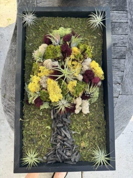 A framed moss tree panel with a yellow, burgundy and cream lichen canopy and driftwood trunk, air plants tucked in the corners.