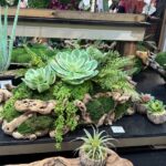 Succulent and fern arrangement on driftwood with moss and a small potted air plant, on a retail display table