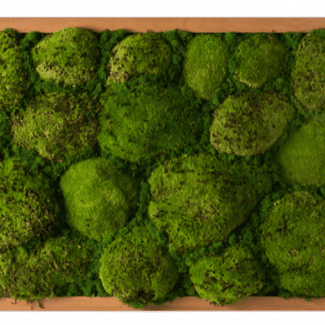 moss ball wall art | TOPIARYTREE.NET