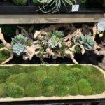 Rows of moss balls filling a flat wooden tray on a retail shelf with succulents behind