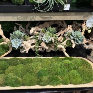 moss ball wall art residing in a flat bowl tray. | TOPIARYTREE.NET