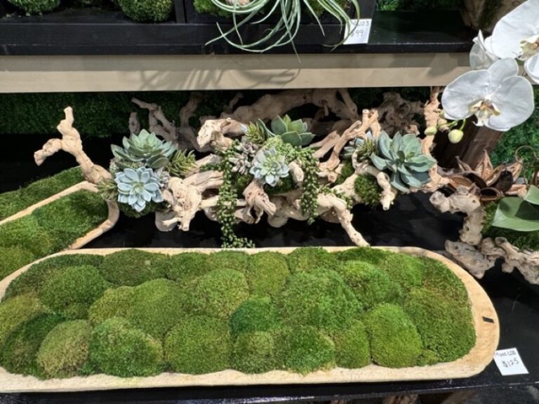 Rows of moss balls filling a flat wooden tray on a retail shelf with succulents behind