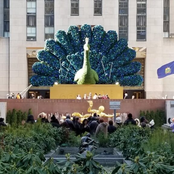 The 24-Foot Peacock