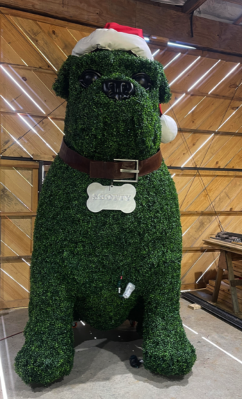 Front view of the seated boxwood bulldog topiary wearing a Santa hat, molded nose and eyes, and a collar with SCOTTY tag