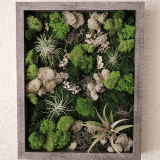 Wood Shadow Box with Airplants & Preserved Moss | TOPIARYTREE.NET