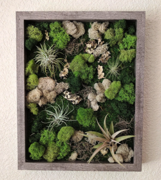 Grey wood-framed shadow box filled with green and tan preserved moss and two small air plants