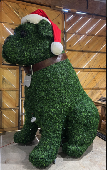 Side view of the seated boxwood bulldog topiary wearing a Santa hat and collar