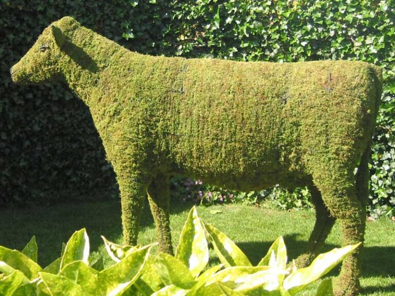 Mossed cow topiary standing on grass in front of a clipped ivy hedge, sphagnum coat lit by sun