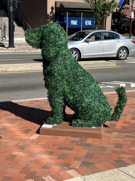 Boxwood dog topiary on a sidewalk base with a car and retail storefront in the background