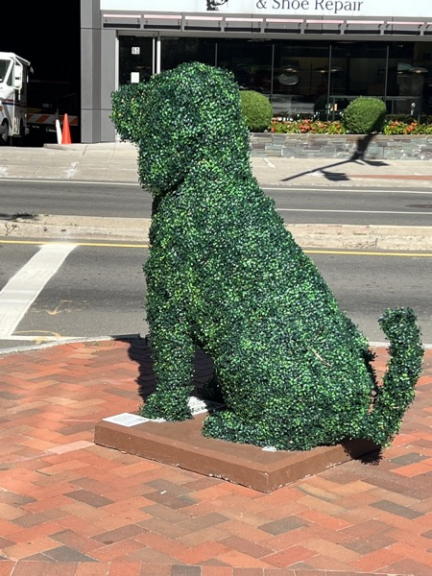 Rear view of a boxwood dog topiary showing its curled tail, storefront visible behind