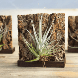 Airplant Ehlersiana on Cork Stand, 4  x  3.5 inches | TOPIARYTREE.NET