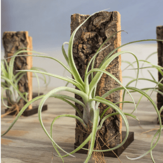Airplant Sidewinder on a Tall Cork Stand, 7  x  2.5  inches | TOPIARYTREE.NET