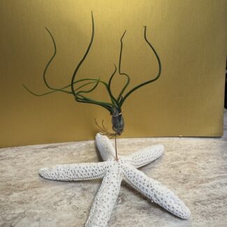 Airplant Butzii on a Star Fish Display | TOPIARYTREE.NET