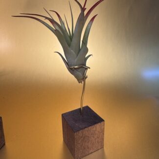 Airplants Capitata Guzmanoides on a 1.5 inch Wood Square Block | TOPIARYTREE.NET