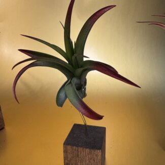 Airplants Capitata Guzmanoides on a 1.5 inch Wood Square Block | TOPIARYTREE.NET