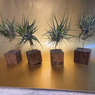 Airplants Stricta Inverta on a 2 inch Wood Square Block | TOPIARYTREE.NET