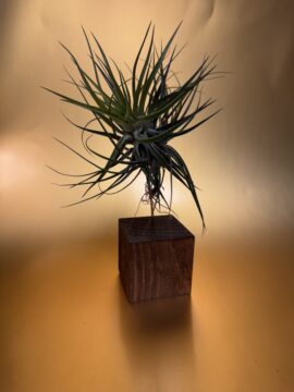 Air Plants Displays